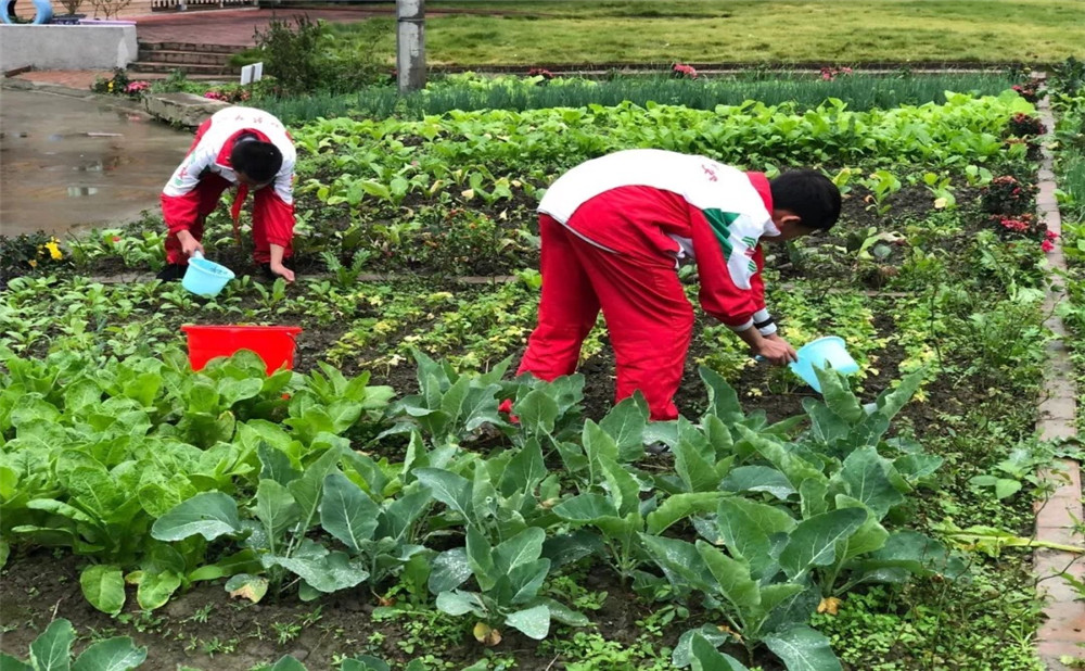 成都樹德中學光華校區(qū)升學率是多少？